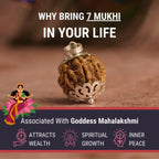 7 Mukhi Nepali Rudraksha - Saat Mukhi
