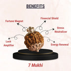 7 Mukhi Nepali Rudraksha - Saat Mukhi